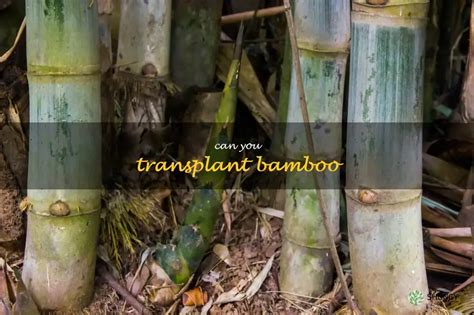 How to Transplant Bamboo Successfully .